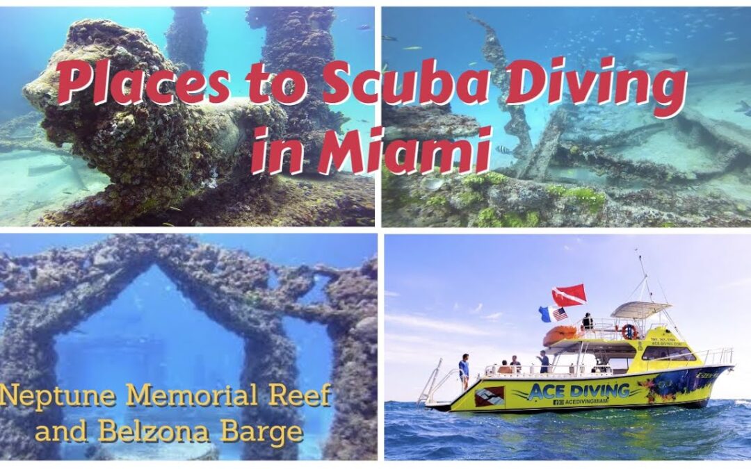 Explore the Best Diving Spots in Miami A Popular Diving Destination Mandale Magazine